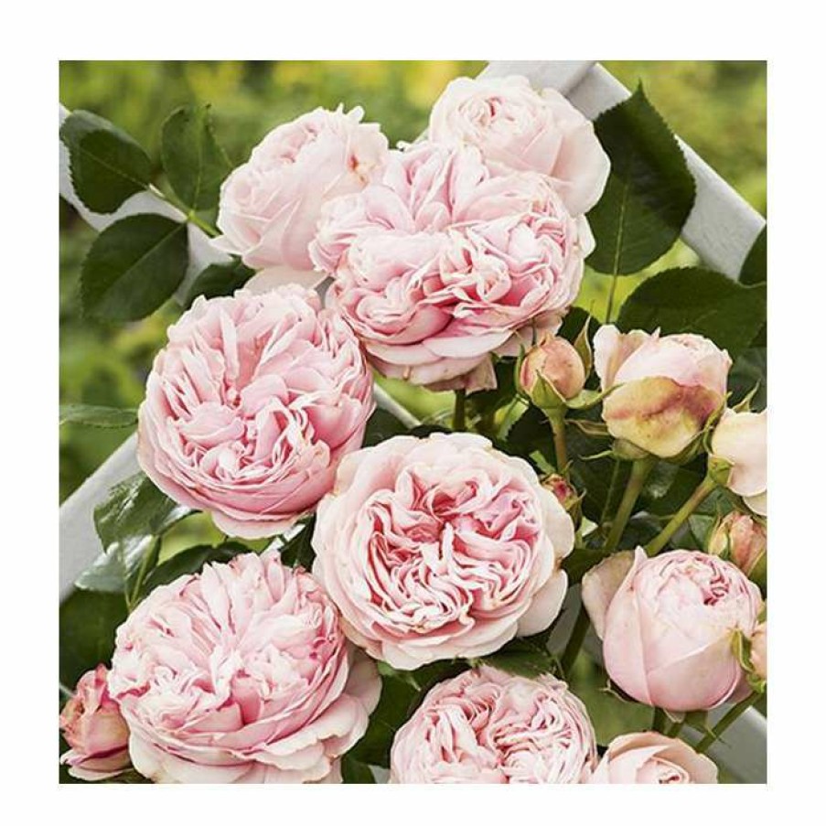 Rose Bushes * | Giardina' Climber Rose 5.5L Pot