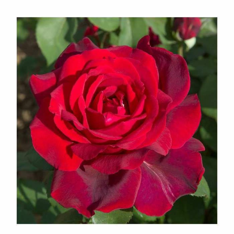 Ornamental Shrubs * | Jubilee Papa Meilland' Bush Rose 4L Pot