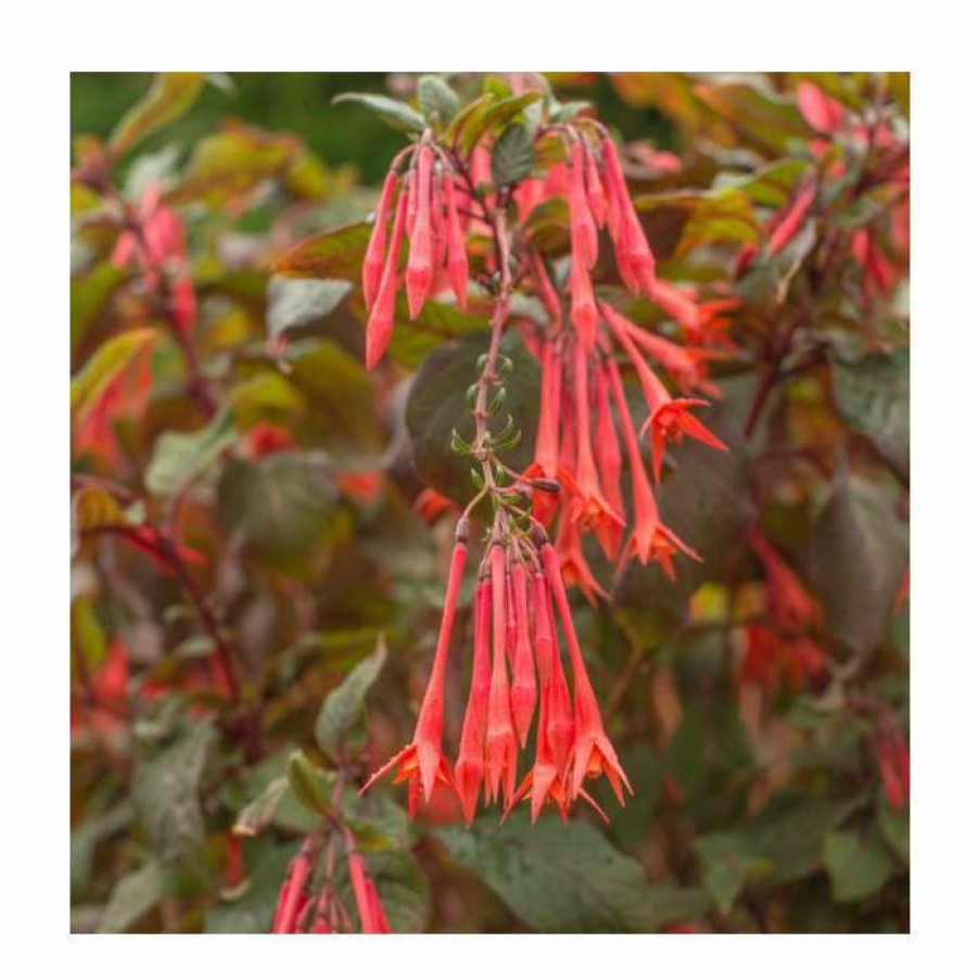 Bedding Plants * | Fuchsia 'Gartenmeister' | 10.5Cm Pot