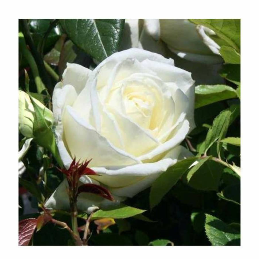 Ornamental Shrubs * | Silver Anniversary | Hybrid Tea Rose