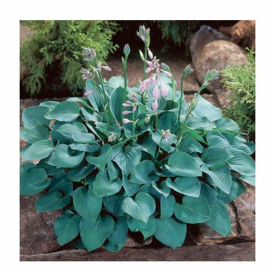 Perennial Plants * | Hosta 'Blue Cadet' | 3L Pot