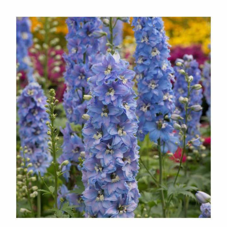 Perennial Plants * | Delphinium Elatum Magic Fountains 'Sky Blue With White Bee' | Perennial | 5 X Large Plugs