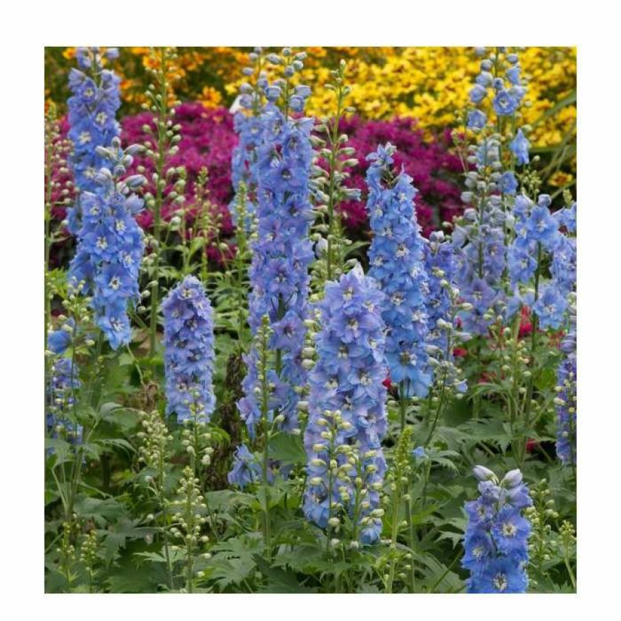 Perennial Plants * | Delphinium Elatum Magic Fountains 'Sky Blue With White Bee' | Perennial | 5 X Large Plugs