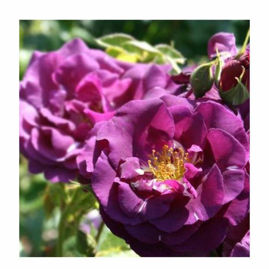 Ornamental Shrubs * | Rhapsody In Blue | Floribunda Rose