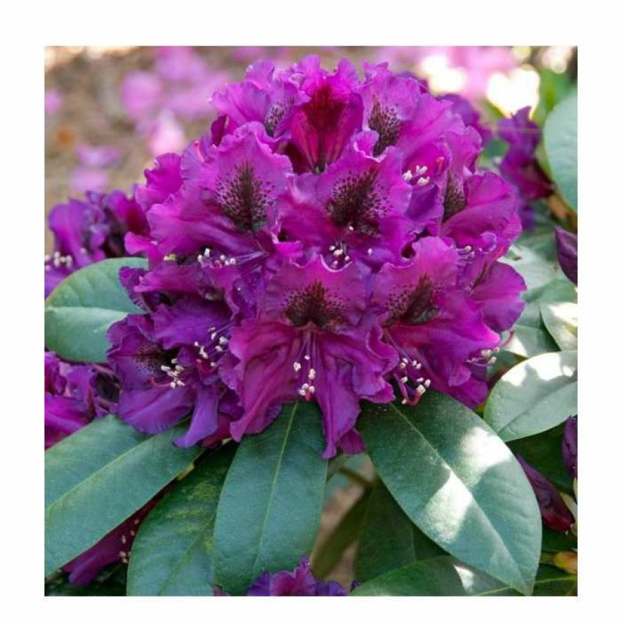 Ornamental Shrubs * | Rhododendron X Hybrid 'Polar Night' | 7.5L Pot