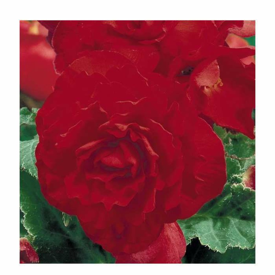 Bedding Plants * | Begonia 'Nonstop Red'| Perennials | Pack Of 5 Large Premium Plug Plants