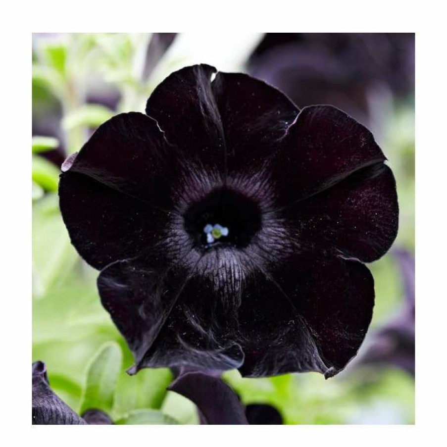 Bedding Plants * | Petunia Crazytunia 'Black Mamba' | 9Cm Pot