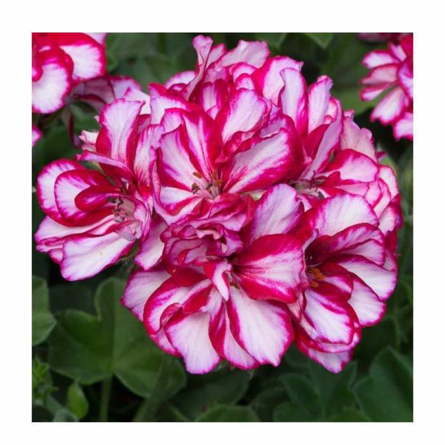 Bedding Plants * | Geranium Ivy 'Precision Burgundy Bicolour' | Pack Of 5 Premium Plug Plants