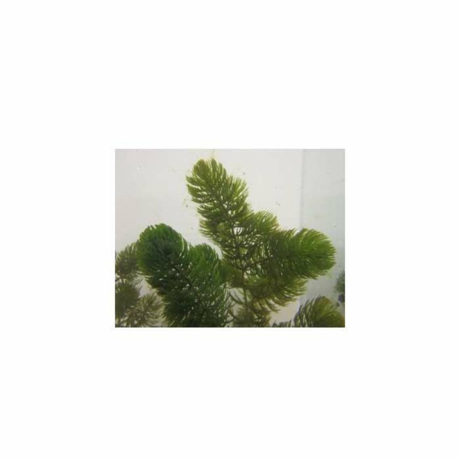 Pond Plants * | 5 Bunches Of Hornwort Ceratophyllum Demersum