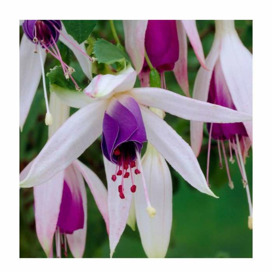 Bedding Plants * | Fuchsia 'Carmel Blue' | 10.5Cm Pot