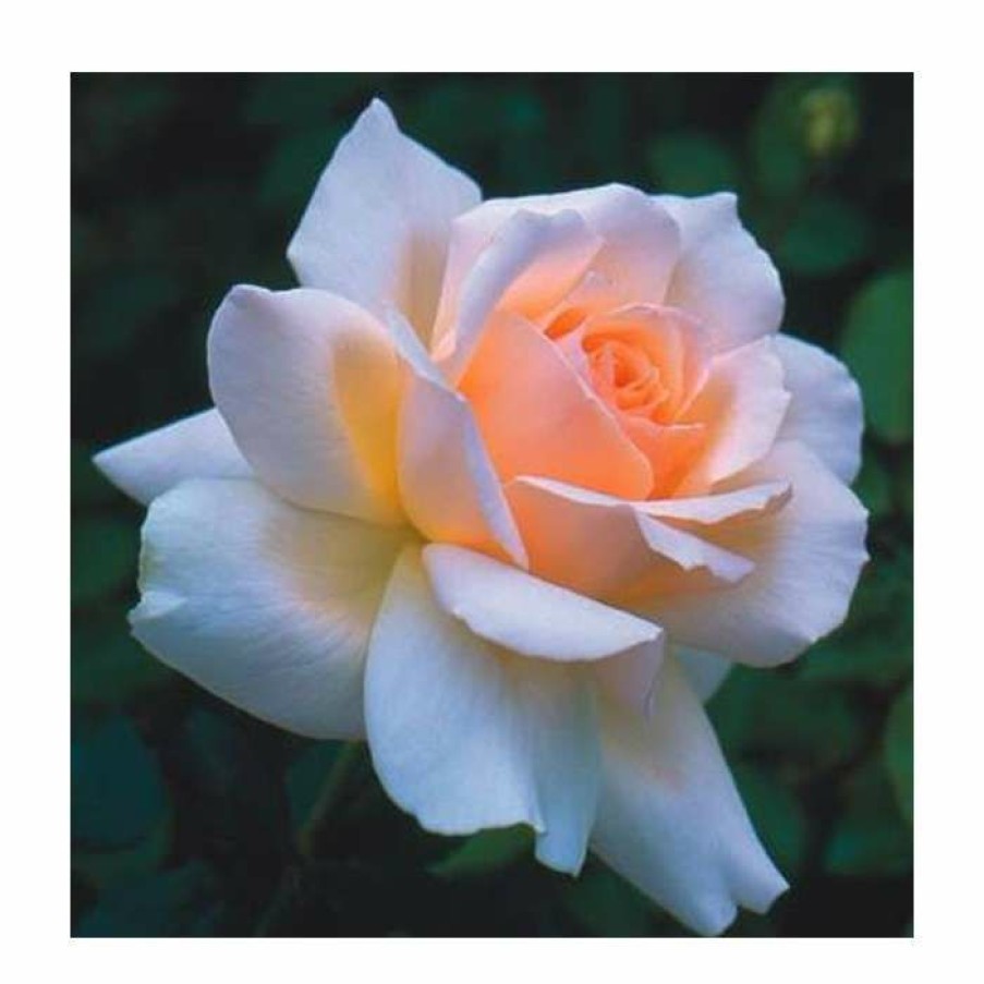 Ornamental Shrubs * | Chandos Beauty | Hybrid Tea Rose