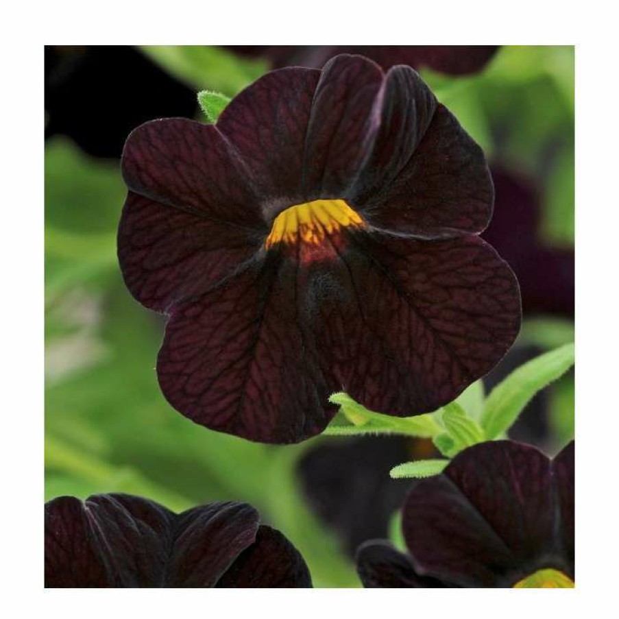 Bedding Plants * | Calibrachoa 'Can-Can Black Cherry' | Bedding | Pack Of 5 Large Plug Plants