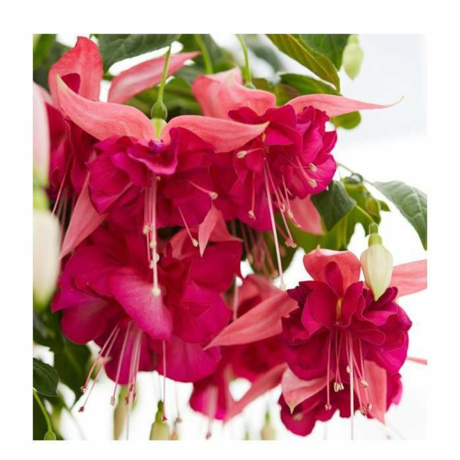 Bedding Plants * | Fuchsia 'Bella Rosella' | 10.5Cm Pot