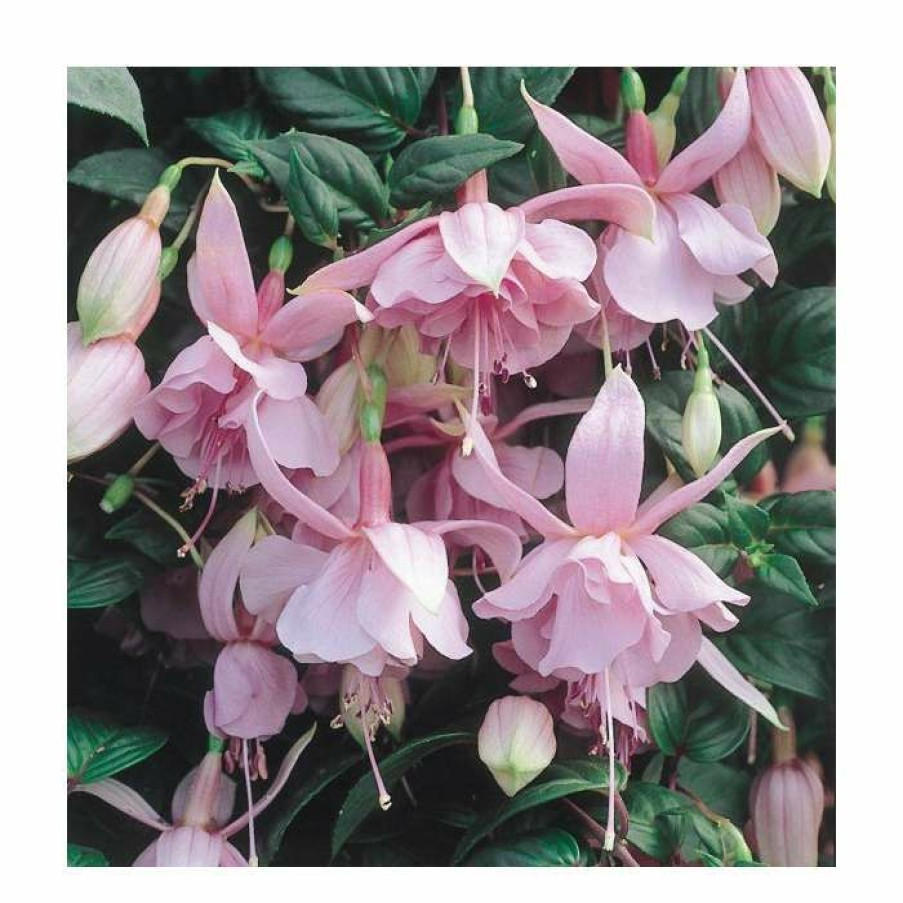 Bedding Plants * | Fuchsia Trailing Type 'Pink Galore' | Bedding | 5 X Large Plugs