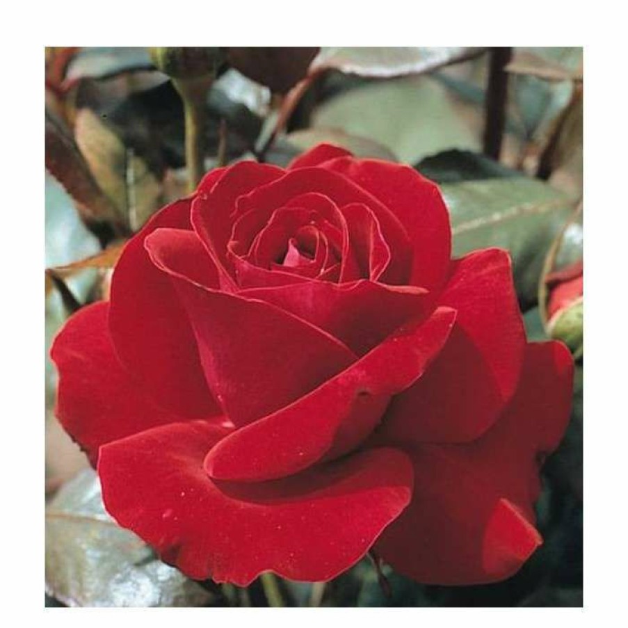 Ornamental Shrubs * | Barkarole' Bush Rose 4L Pot