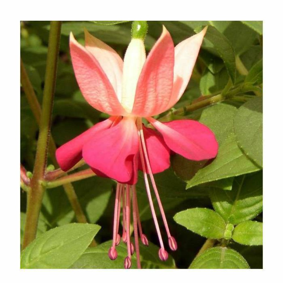 Bedding Plants * | Fuchsia 'Paula Jane' | 10.5Cm Pot