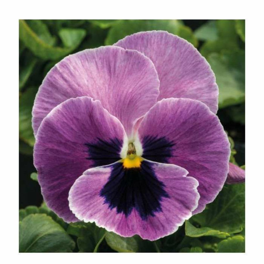 Bedding Plants * | Pansy 'Pink Surprise Blotch' | 10.5Cm Pot