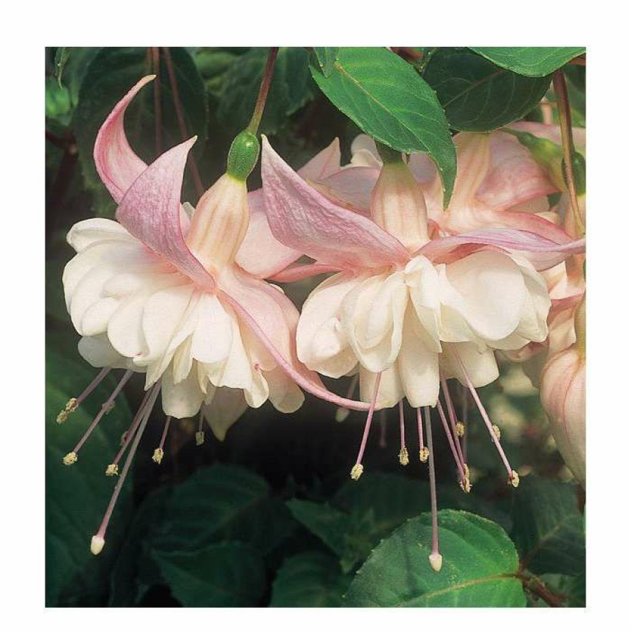 Bedding Plants * | Trailing Fuchsia 'Sarah Eliza' | Southern Belle |Pack Of 5 Plug Plants