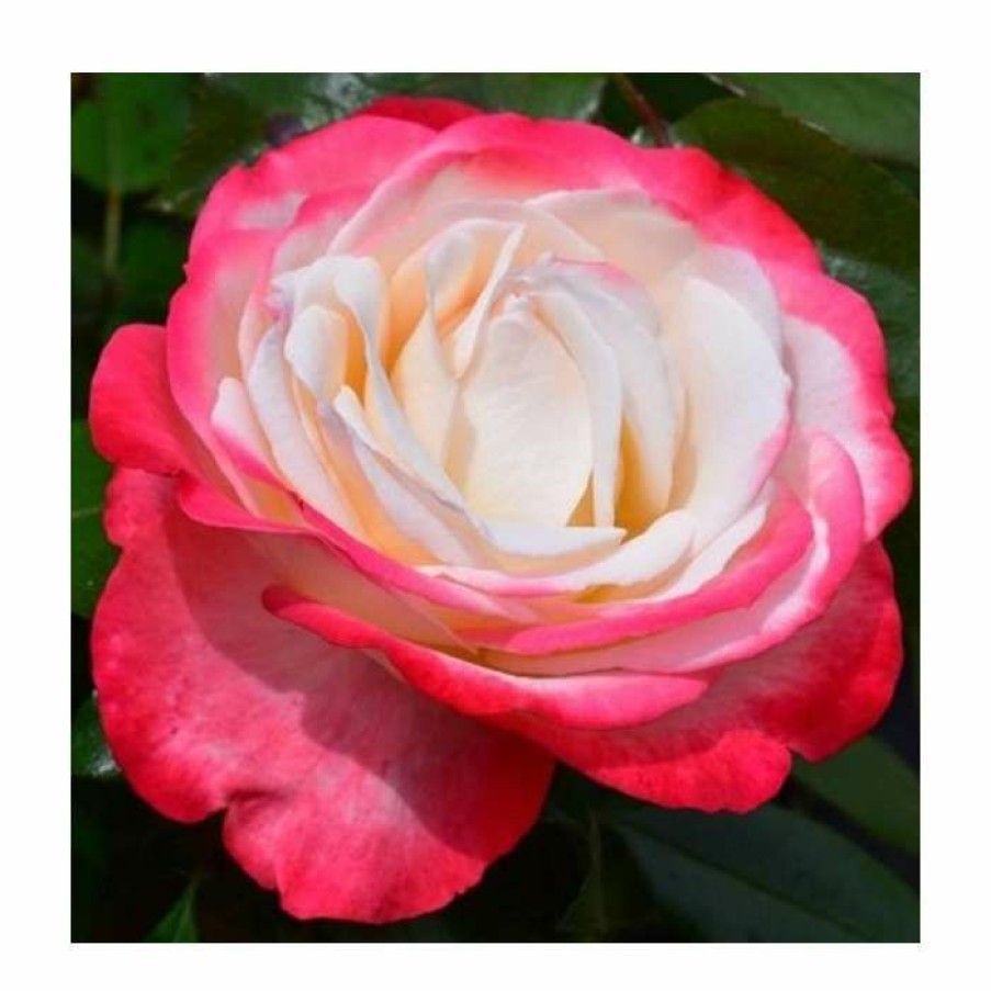 Ornamental Shrubs * | Nostalgia' Bush Rose 4L Pot