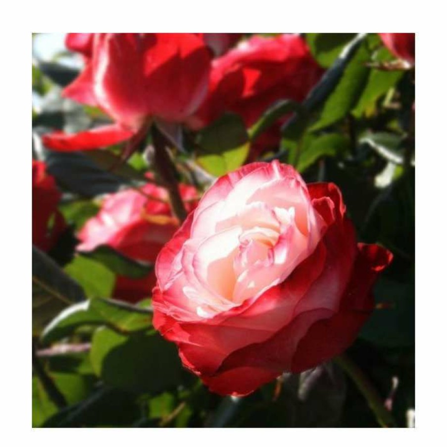 Ornamental Shrubs * | Nostalgia' Bush Rose 4L Pot