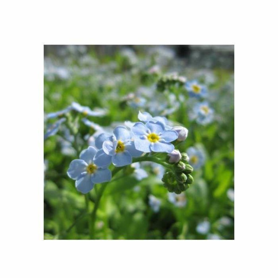 Pond Plants * | Water Forget-Me-Not | Myosotis Scorpioides