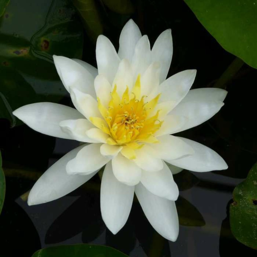 Pond Plants * | Large Water Lily 'Marliacea Albida' Nymphaea 'Marliacea Albida' 3L Pot