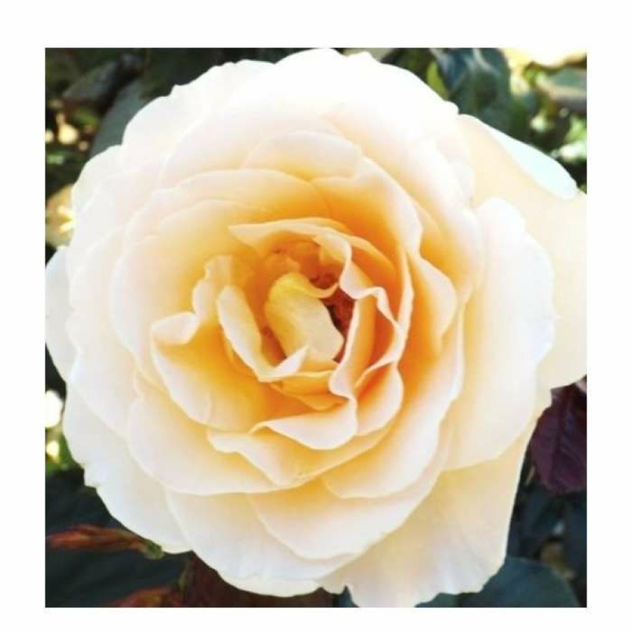 Rose Bushes * | Susan Daniel | Floribunda Rose