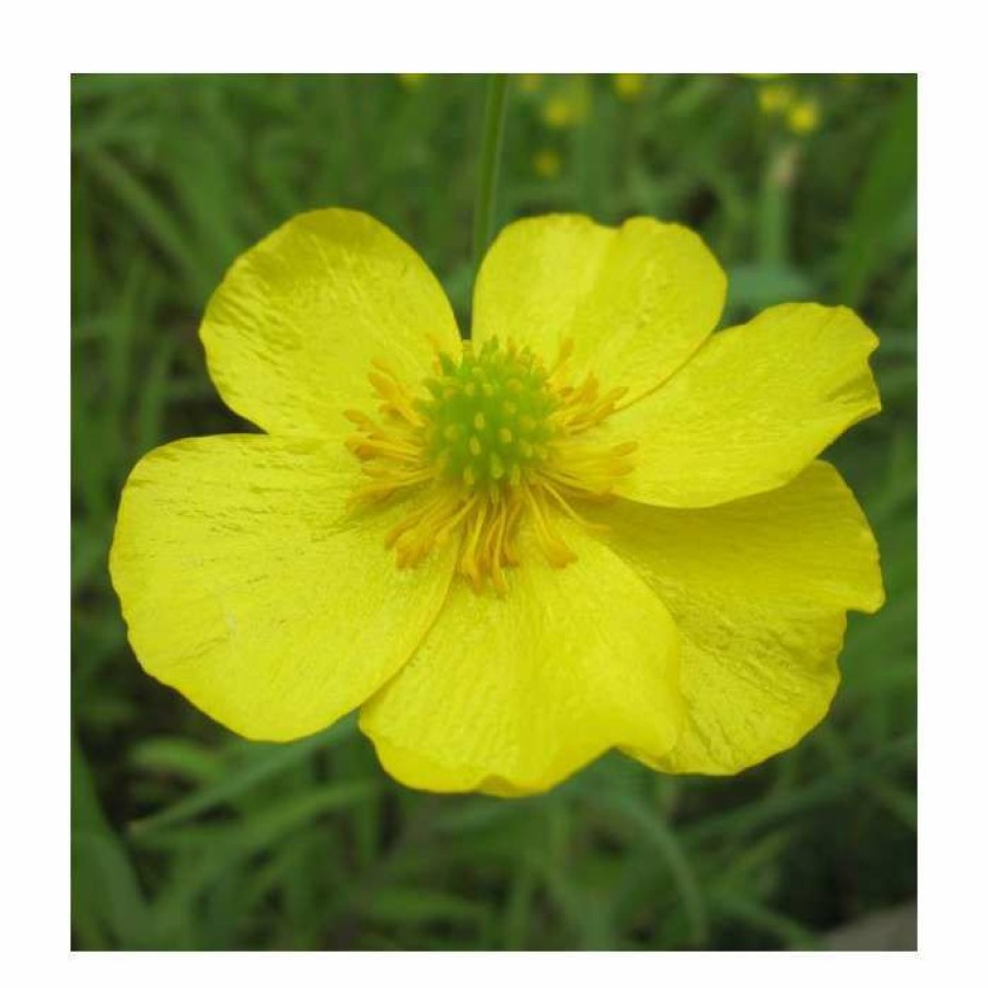 Pond Plants * | Lesser Spearwort | Ranunculus Flammula