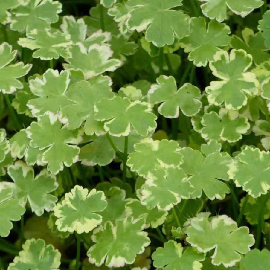 Pond Plants * | 3X Variegated Pennywort Hydrocotyle Variegata 9Cm Pots