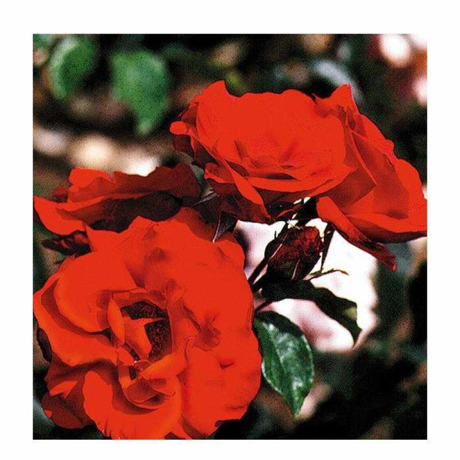 Ornamental Shrubs * | Dublin Bay' Climber Rose 5.5L Pot