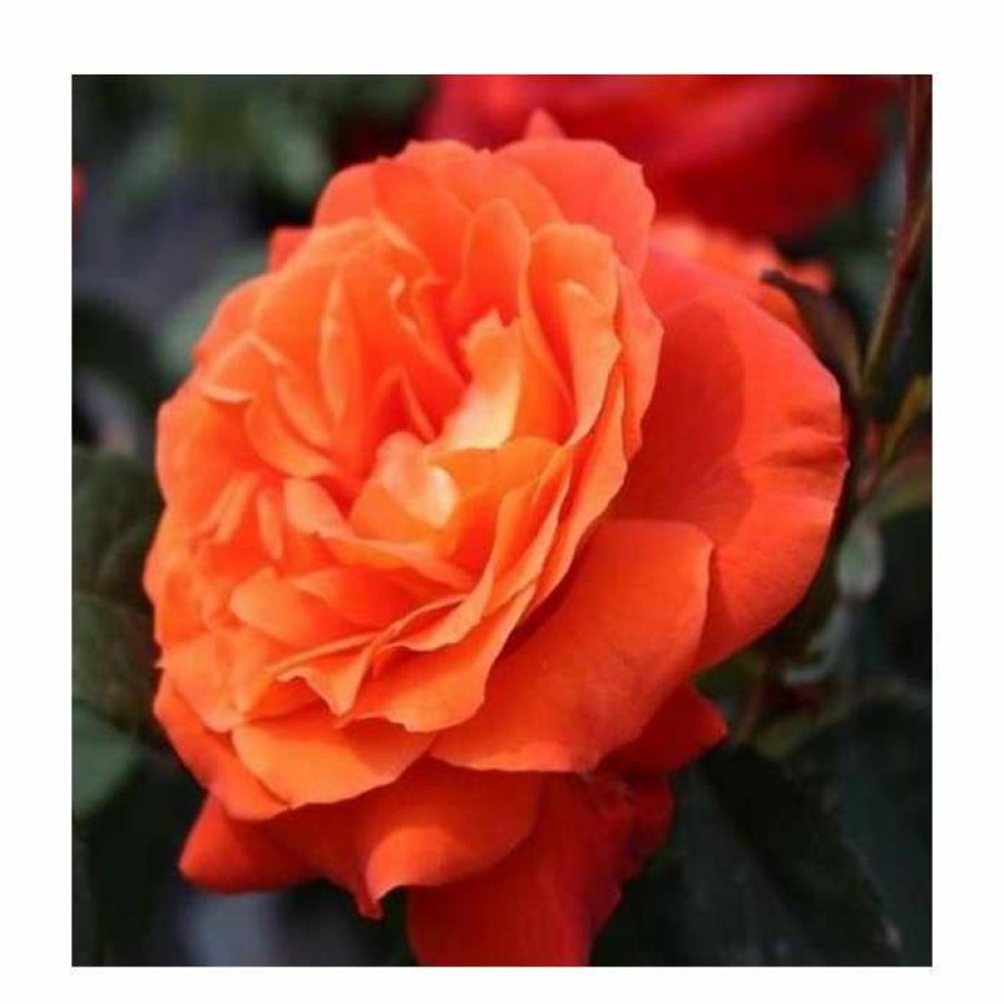 Ornamental Shrubs * | Super Trouper' Bush Rose 4L Pot