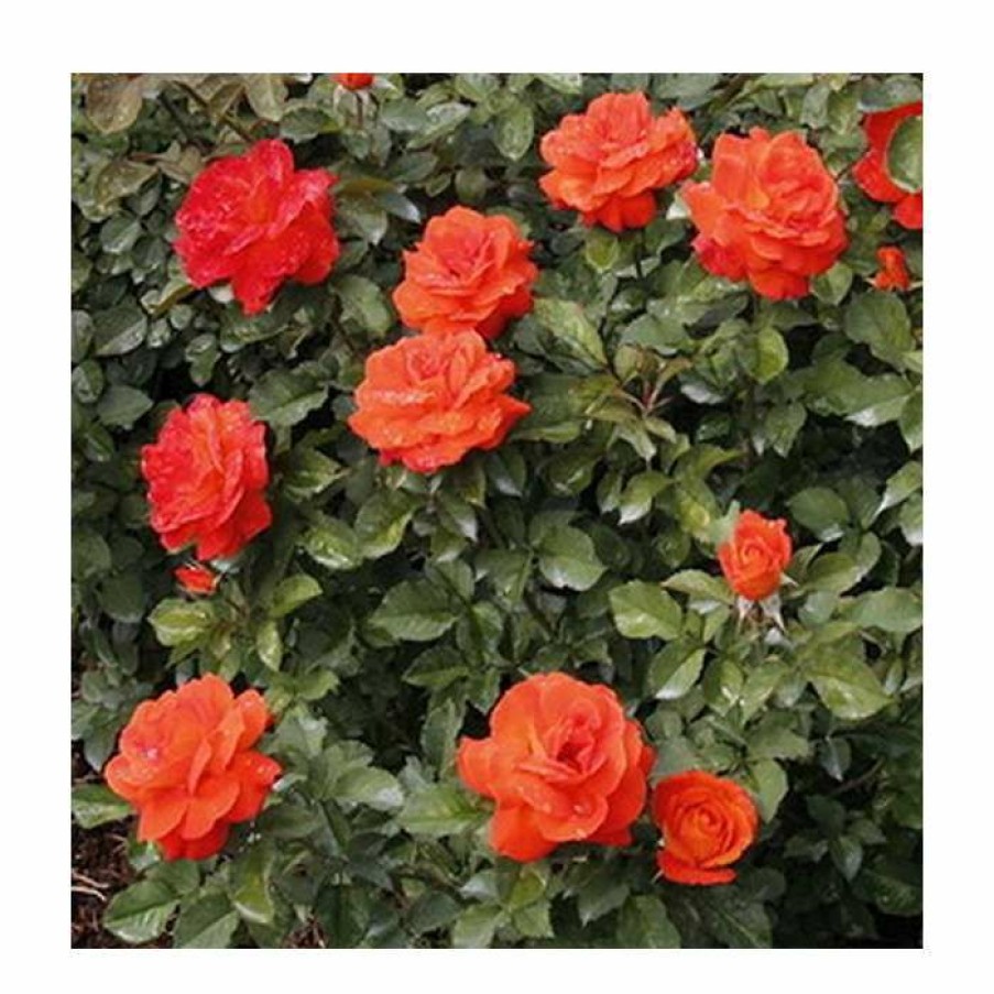 Ornamental Shrubs * | Super Trouper' Bush Rose 4L Pot