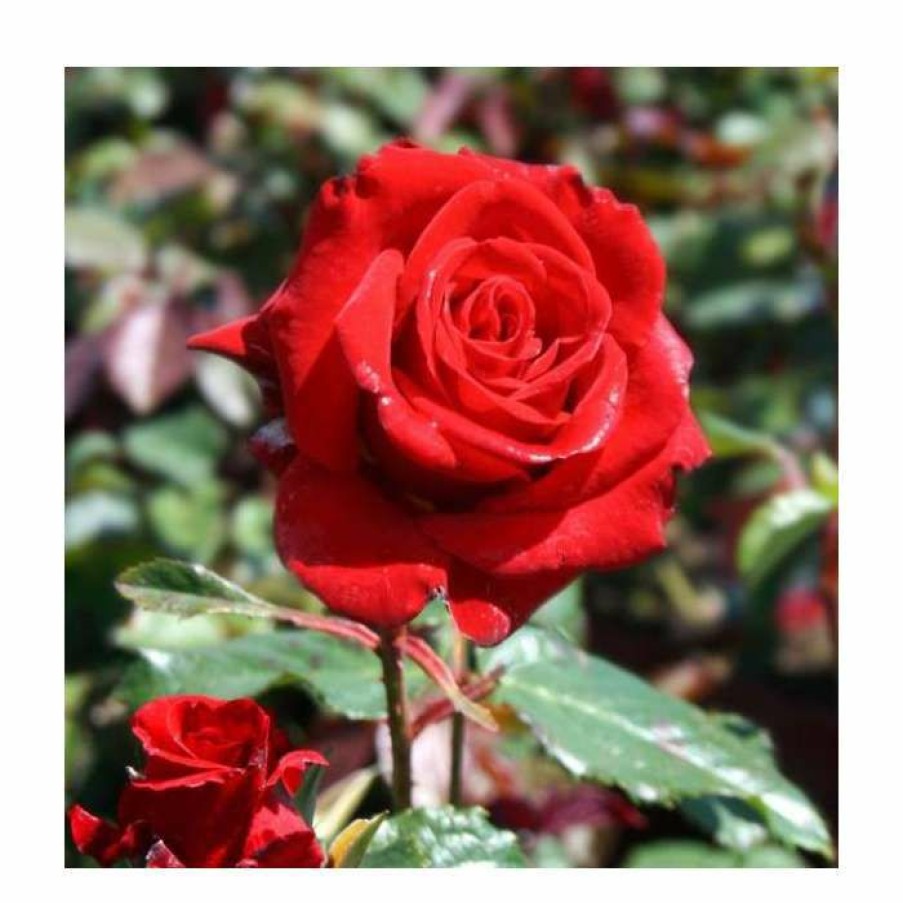 Ornamental Shrubs * | Happy Ruby Wedding' Bush Rose 5.5L Pot