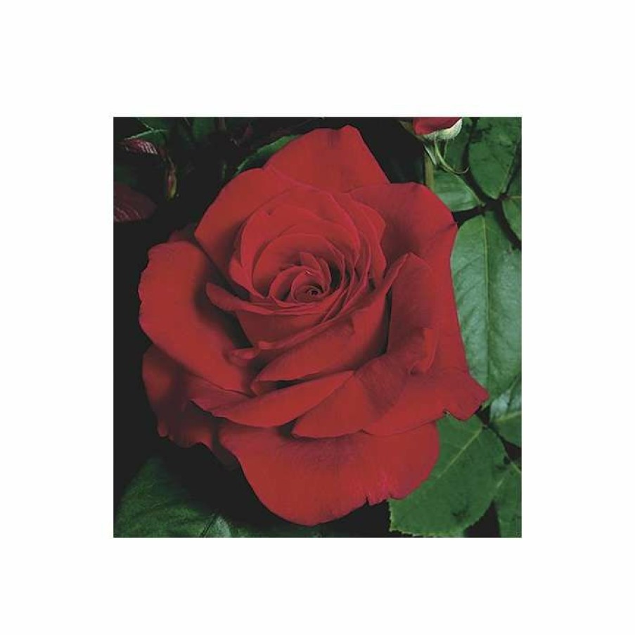 Ornamental Shrubs * | Happy Ruby Wedding' Bush Rose 5.5L Pot