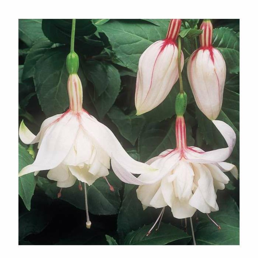 Bedding Plants * | Fuchsia Upright Type 'Happy Wedding Day' | Bedding | 5 X Large Plugs