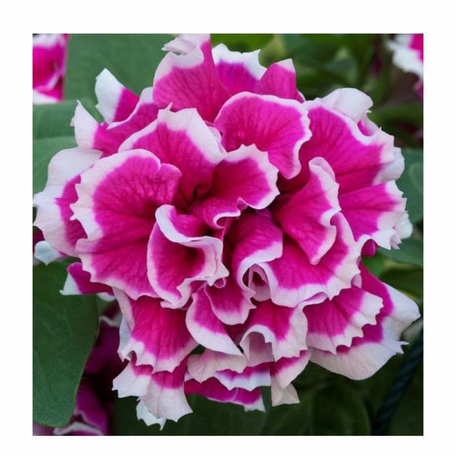 Bedding Plants * | Petunia Tumbelina 'Anna' | Bedding | 5 X Large Plugs