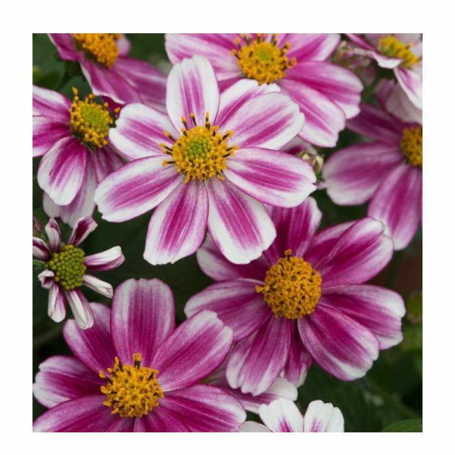 Bedding Plants * | Bidens 'Firelight' | Pack Of 5 Plug Plants