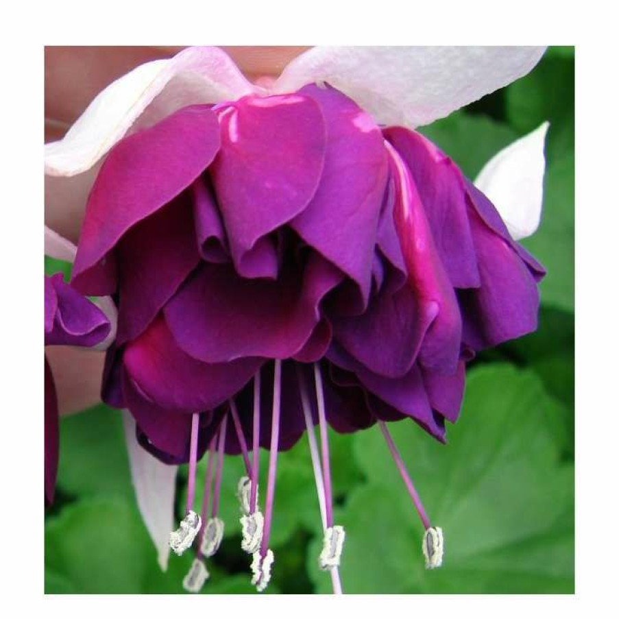 Bedding Plants * | Fuchsia 'Heri Mochara' | 10.5Cm Pot