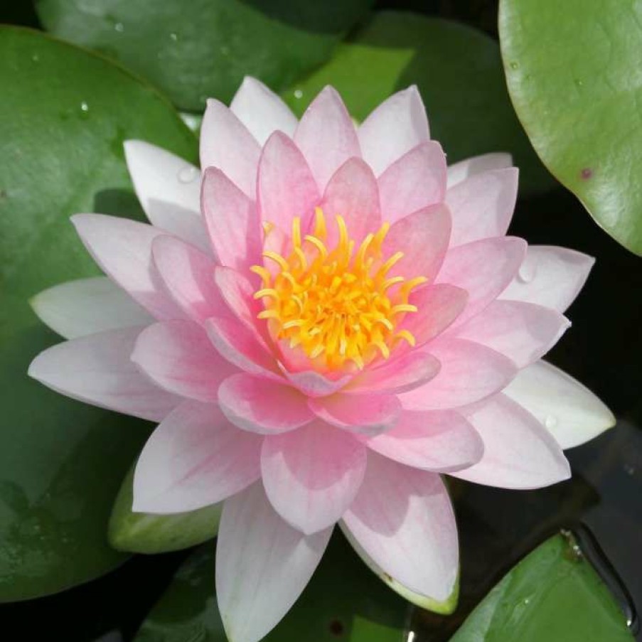 Pond Plants * | Nymphaea 'Hollandia' | Water Lily