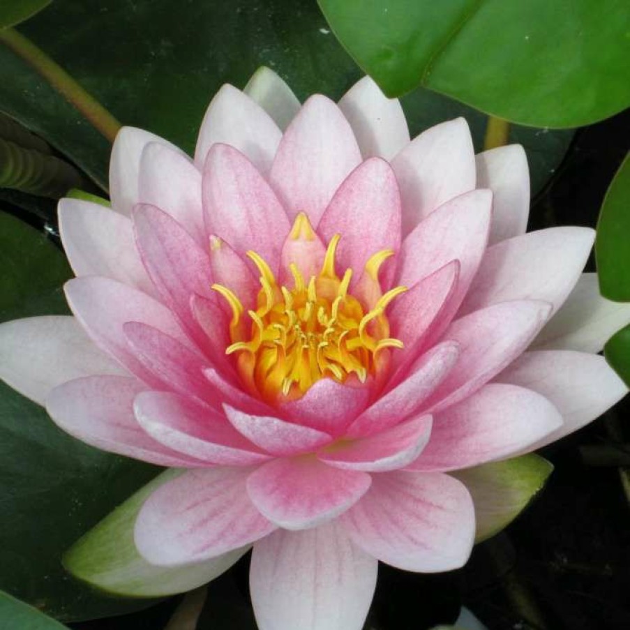 Pond Plants * | Nymphaea 'Hollandia' | Water Lily