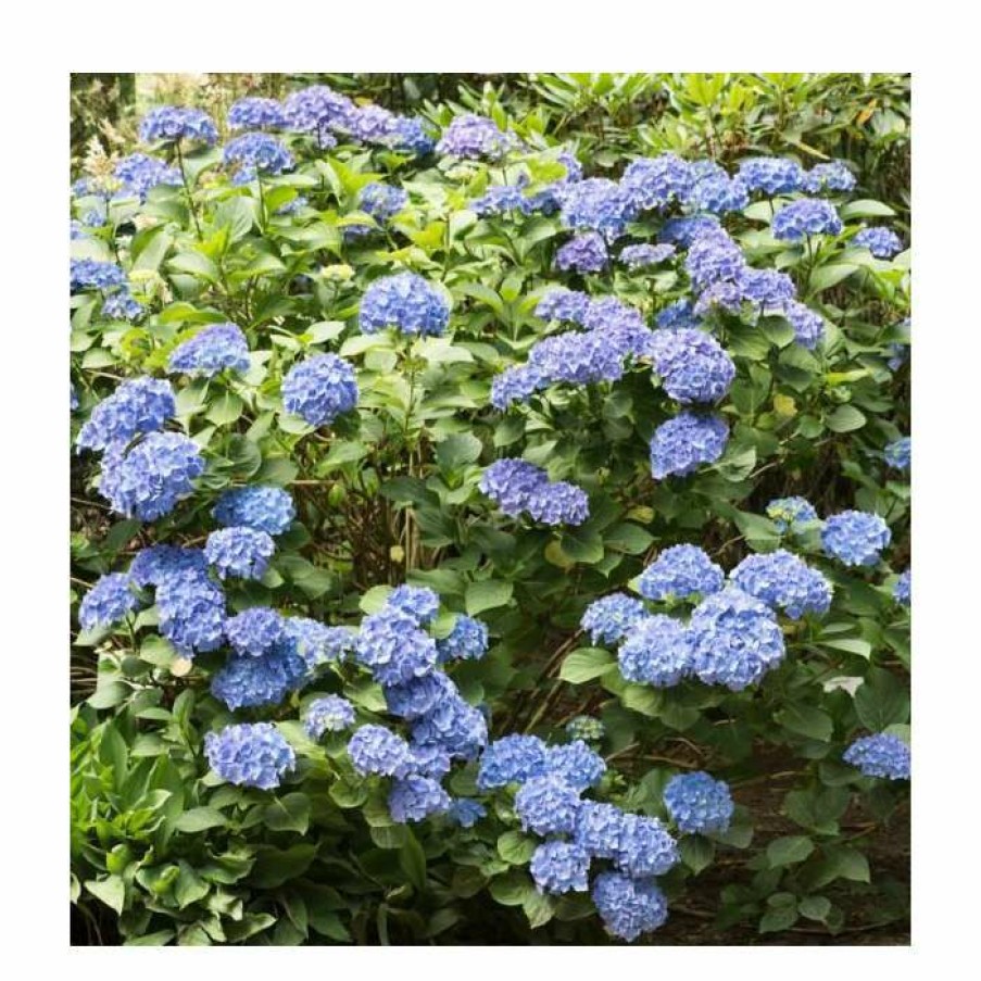 Ornamental Shrubs * | 40Cm Hydrangea Forever & Ever 'Dark Blue' | 5L Pot