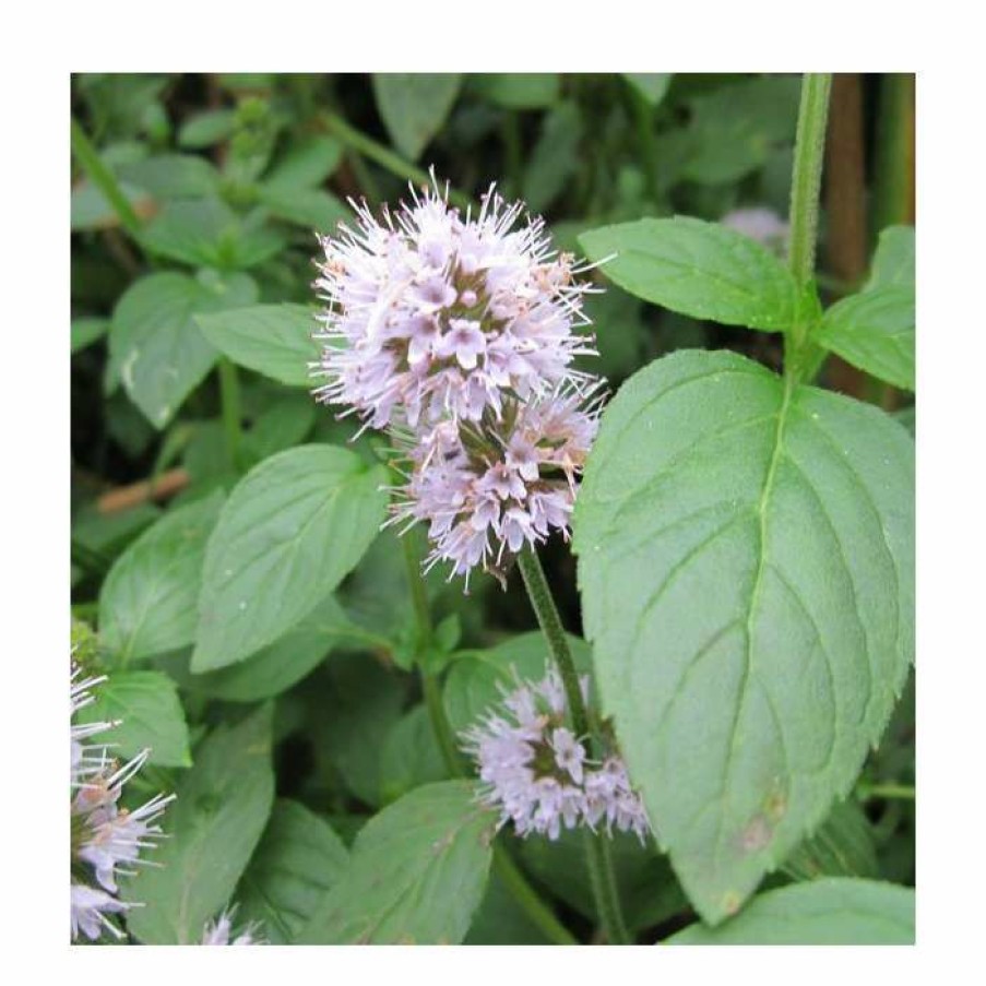 Pond Plants * | Water Mint | Mentha Aquatica