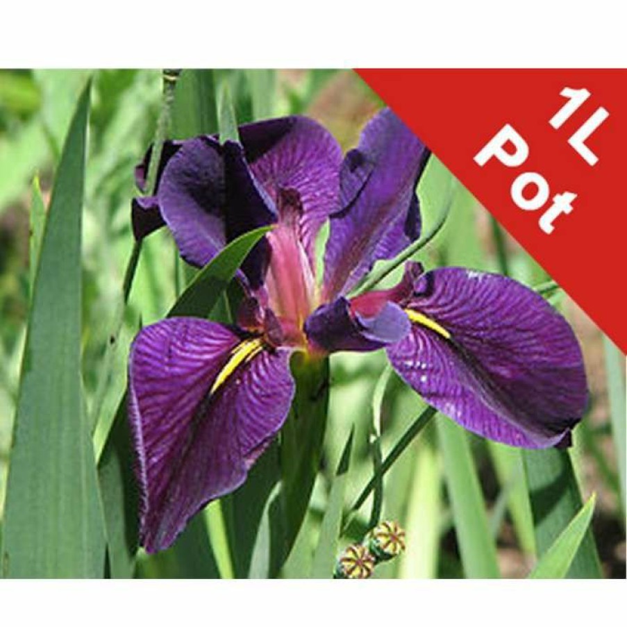 Pond Plants * | Louisiana Iris | Iris Louisiana 'Black Gamecock'