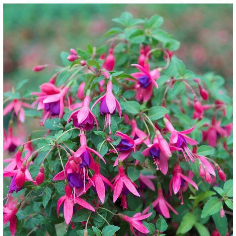 Bedding Plants * | Fuchsia 'Tom Thumb' | 3L Pots