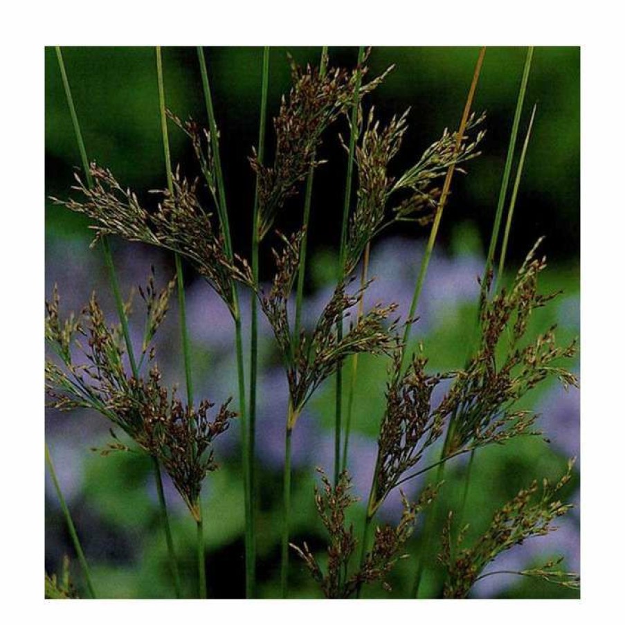 Pond Plants * | Hard Rush | Juncus Inflexus