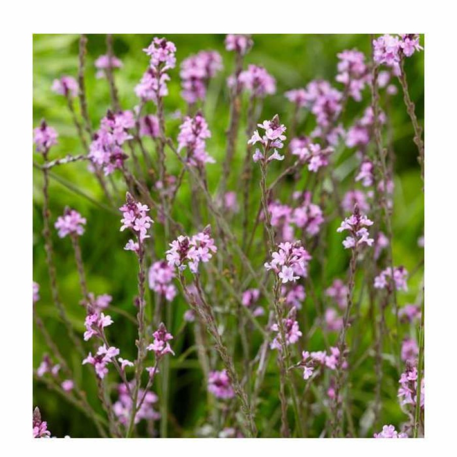 Perennial Plants * | Verbena Officinalis Var. Grandiflora 'Bampton' | 3L Pot