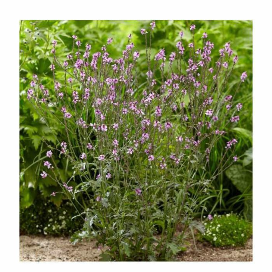 Perennial Plants * | Verbena Officinalis Var. Grandiflora 'Bampton' | 3L Pot