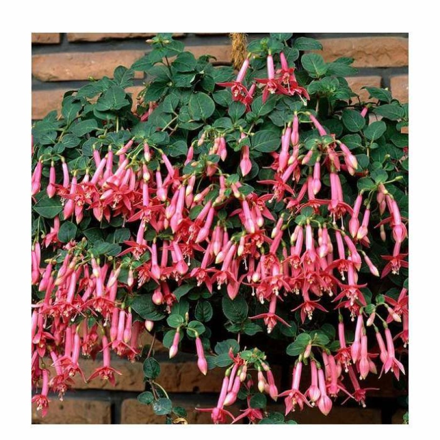 Bedding Plants * | Fuchsia 'Coralle' | 10.5Cm Pot