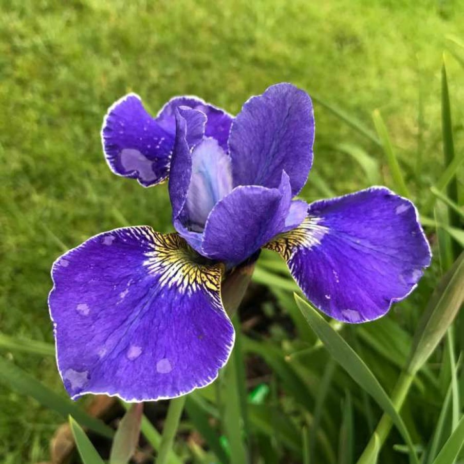 Pond Plants * | Siberian Flag | Iris Sibirica