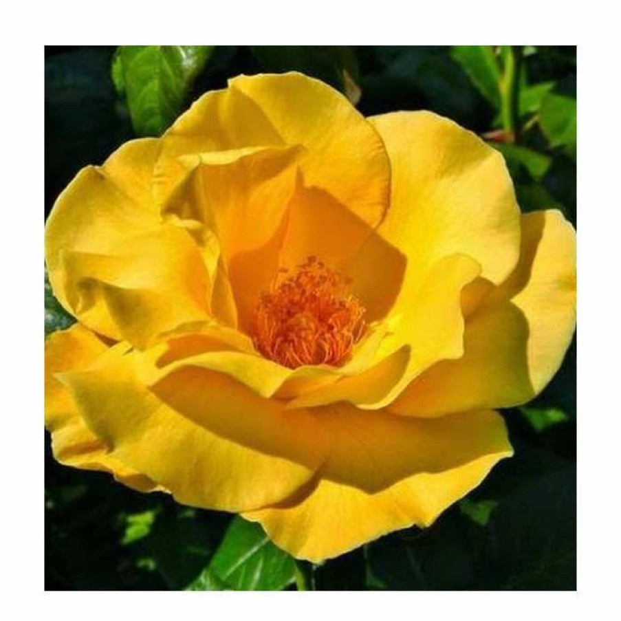 Ornamental Shrubs * | Keep Smiling' Bush Rose 4L Pot